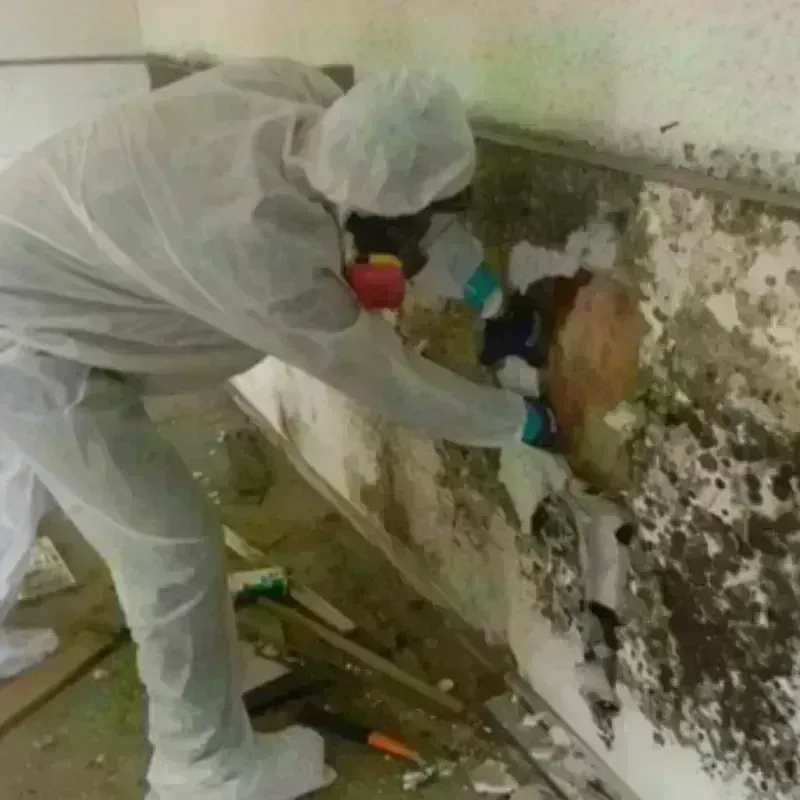 Mold Remediation and Removal in Lincoln, ND